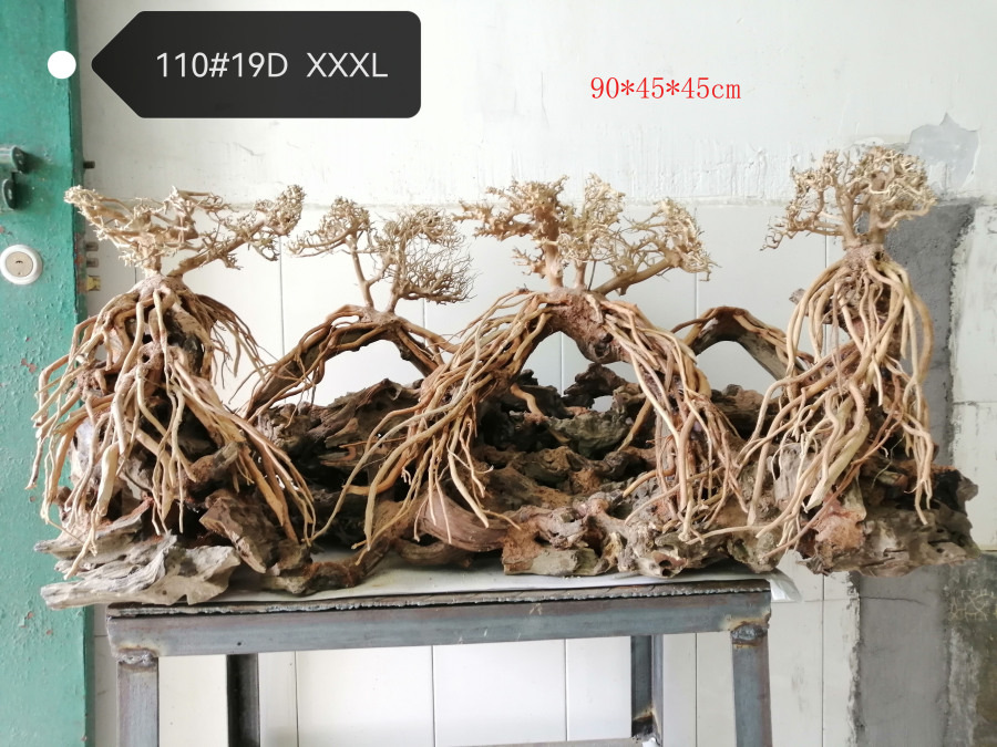 Бразильское дерево 19DXXL