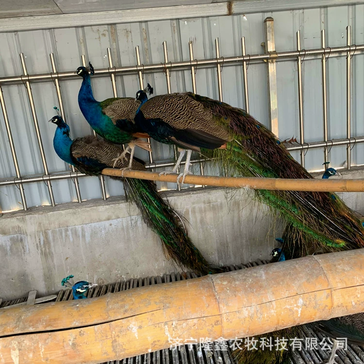 Производитель поставляет живые саженцы синего павлина