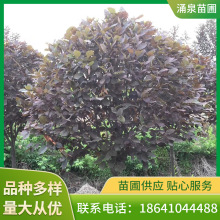 绿化小紫叶稠李圃地园林庭院乡村造型2-10公分扦插景观树直发别墅