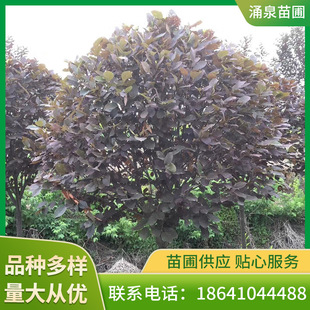 �G��С���~�����Ե؈@��ͥԺ�l������2-10����Ǥ�徰�^��ֱ�l�e��