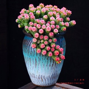 �X������ֲ���X�������ֲ��M��С�����҃ȴ��w���B���ֱ�l