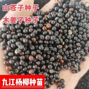 ľ���ӷN�� ɽ�n�ӷN�� ɽ�n��N�� ɽ���ӷN��  �²�ժ��ľ����