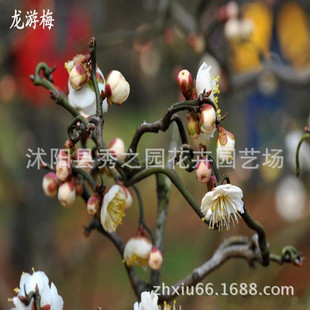 һ�����l���l�G����ľ����÷���~�����������֦�l��Ȼ���� ����