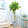 Lemon tree tall tree -shaped lemon tree seedlings Yulik lemon tree perfume lemon tree seedlings courtyard potted room