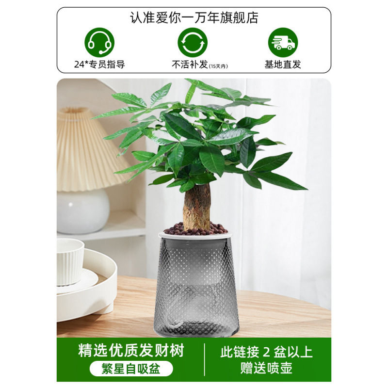 머니트리(별분지) + 영양액(2개 구매시 물뿌리개 증정)