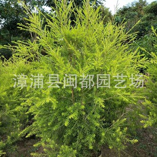 �S�������� �ڷ� 80cm �A���� ͥԺ���^�c�Y ���@�L���� ����ă�
