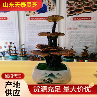 Ganoderma Lucidum Potted Wholesale Ganoderma Bonsai Living Red Ganoderma Lucidum Potted Small Potted Indoor Plant Ornaments