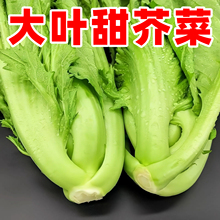 四季客家甜芥菜种子大田菜园叶子菜青菜阳台大叶青菜蔬菜种子大全