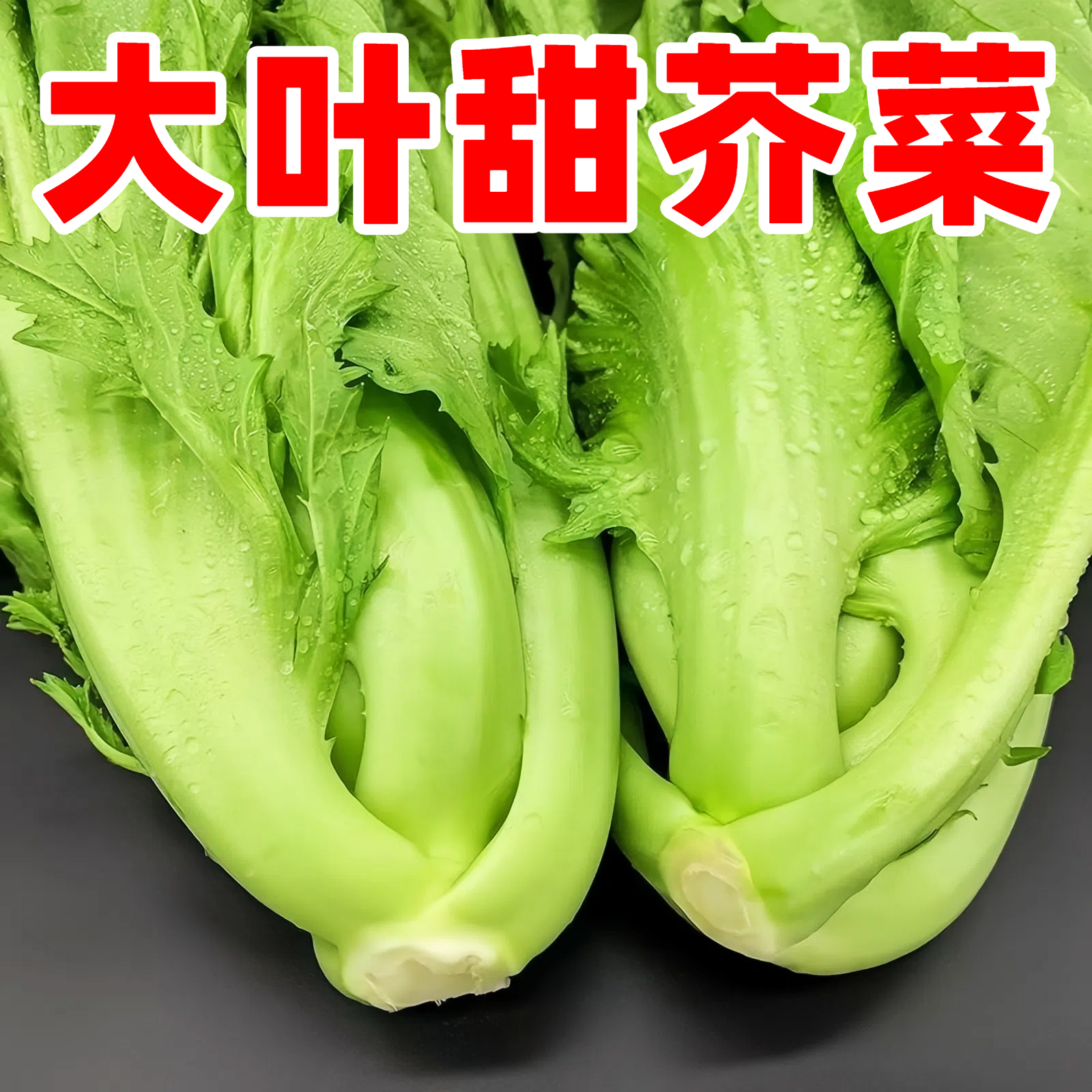 四季客家甜芥菜种子大田菜园叶子菜青菜阳台大叶青菜蔬菜种子大全