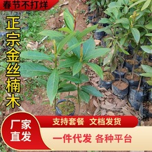 һlzľͥԺGֲϷNֲĴС~E骽z