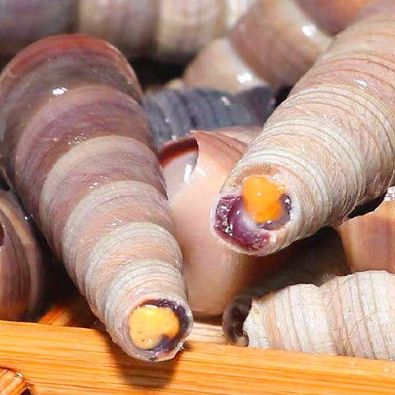 钉螺鲜活新鲜海螺丝野生贝类海鲜海锥冷冻长尾螺烧烤食材海鲜批发|ms