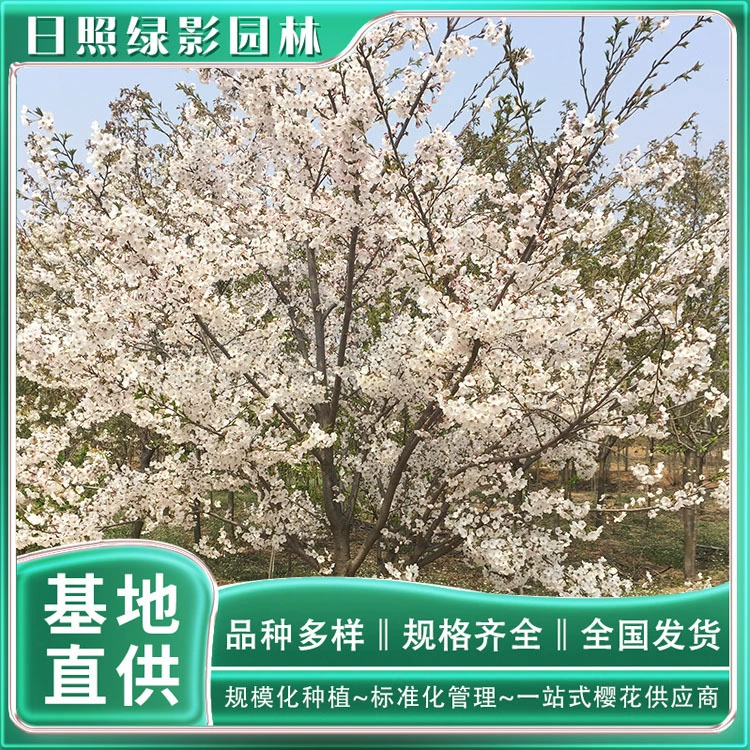 Ям Yoshino Сакура выращивание база зеленый сад тени 19 см крашение хорошо Yoshino вишня Цветущая цена
