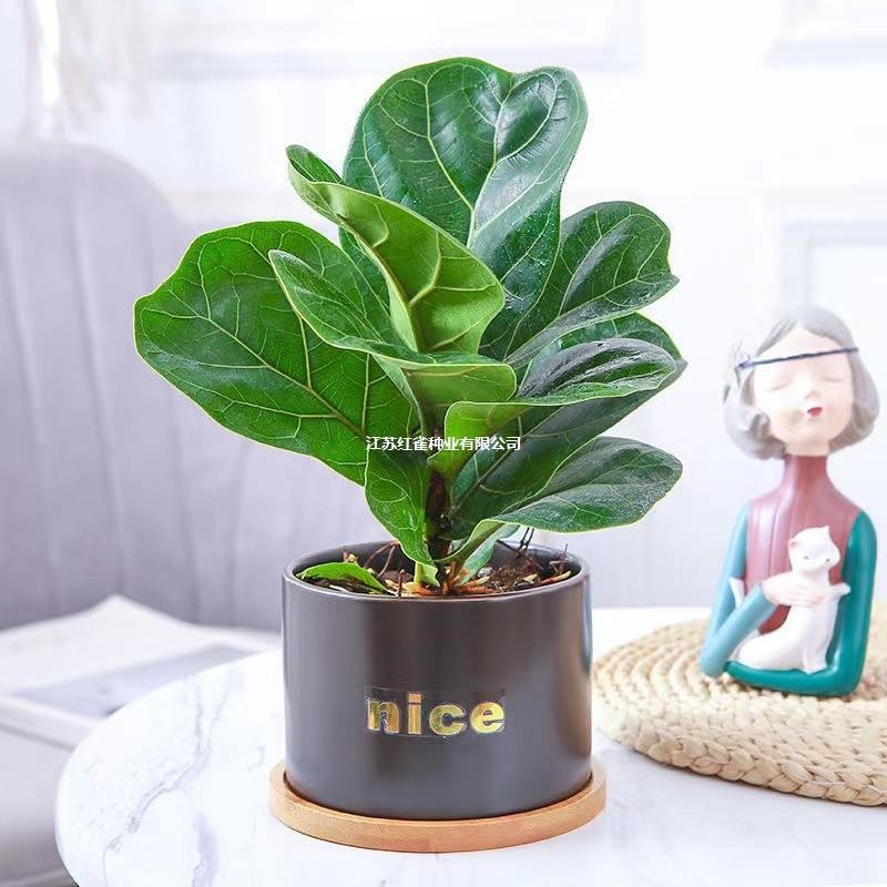 Oficina de sala de estar absorción de agua de hoja perenne planta ornamental de hoja