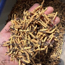 批发正品冬虫夏草2025采挖正宗野生虫草冻干草非西藏那曲冬虫夏草