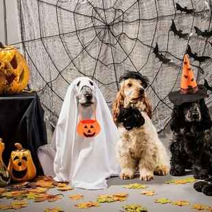 Cross-border new foreign style Halloween pet dog cosplay costume props solid color pet supplies
