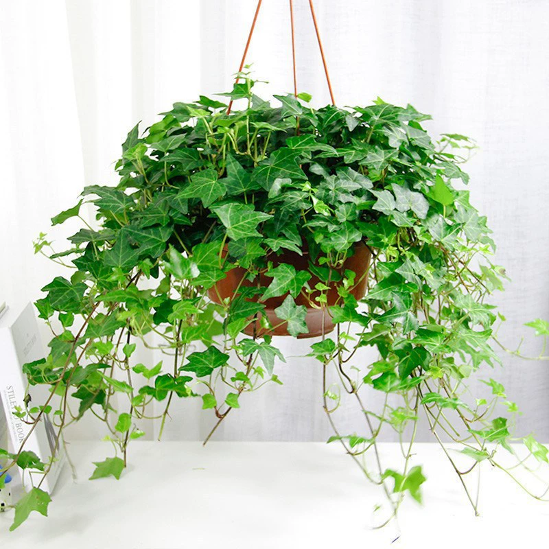 Хлорофиллум завод Плющ Зеленая Роза Горшечная Золотая рыбка Губная помада Золотое сердце Хлорофиллум Офис Внутренние зеленые растения Очистить воздух