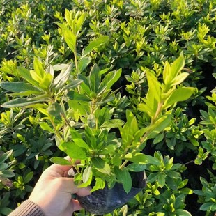 �������l ë���NС��  �\�����NС�� ͥԺ�e���G����ľ����