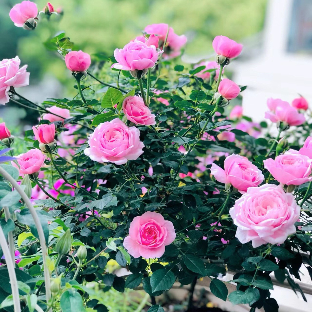 벨페어리 [큰 꽃 가벼운 향기] 샤오미아오