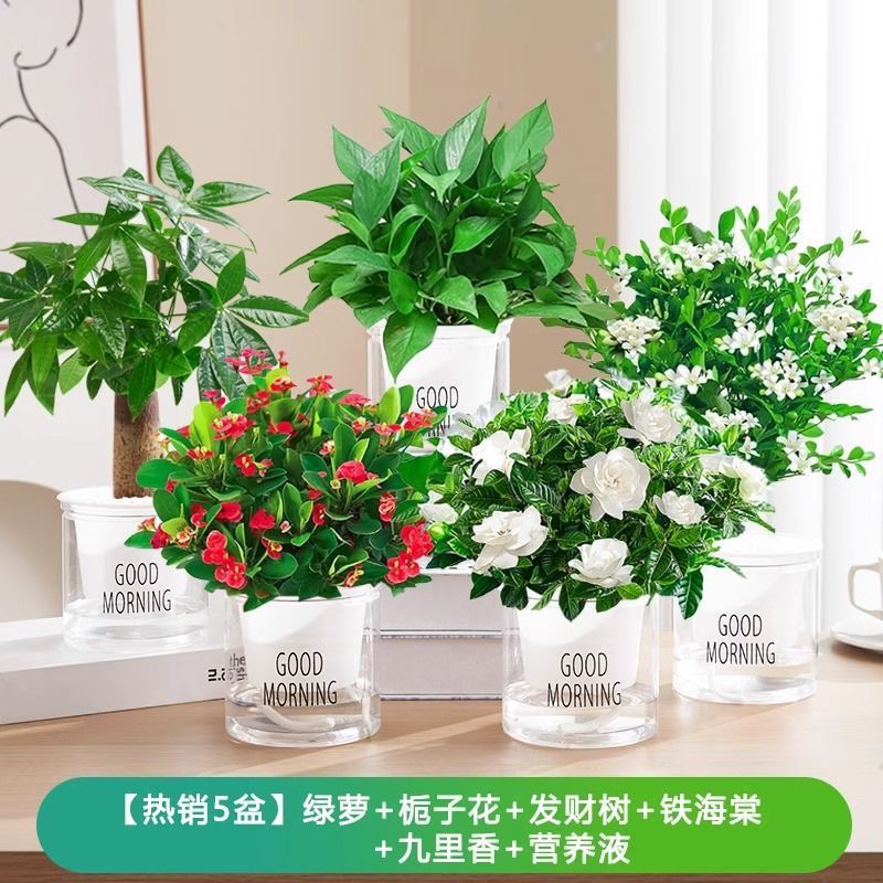 포토스/치자나무/머니트리/베고니아/지우리샹