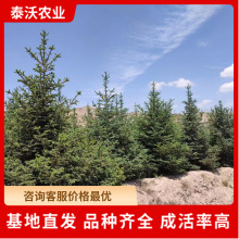 �ɼ���繤�̾G���}�Q���ͺ��̓��ɼ�糣������Ǥ�ɼ�ח��