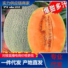 【活动款】正宗哈密瓜脆甜当季新鲜水果甜对接电商直播产地直发