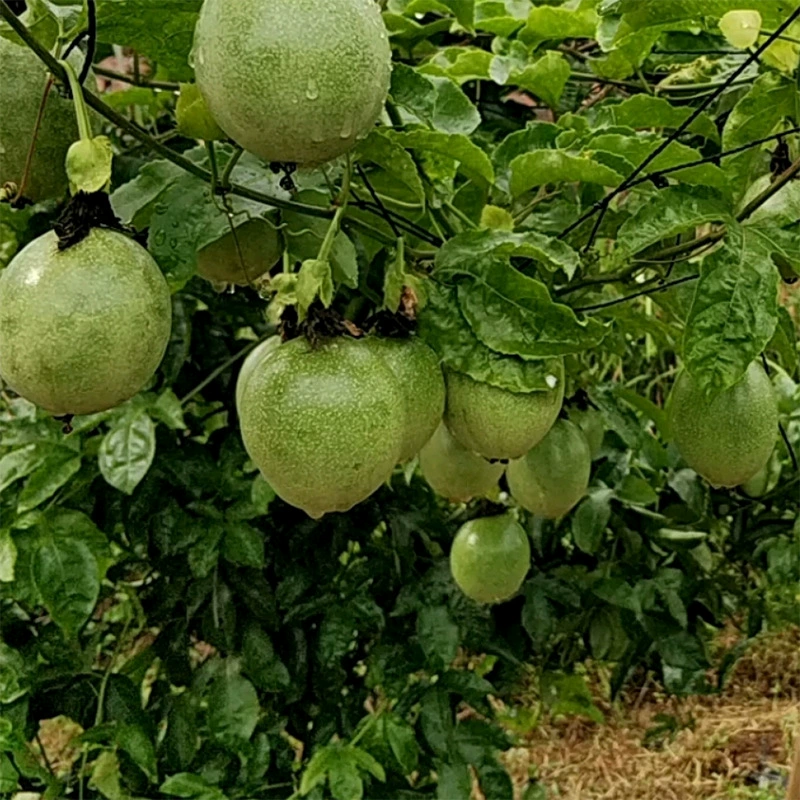 Оптовая база оптовых саженцев маракуйи Zixiang № 1 Тайваньские фермеры саженцы маракуйи результаты посадки в горшках за год