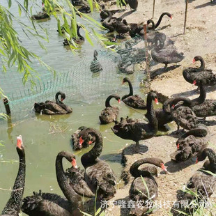 �^�p�����Z�����X �����Z����r�� �^�p���Bֳ���ۺ����Z����w