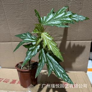 �V�~Ī��˹�ﺣ�����ԟᎧֲ�ﺣ��ֲ���쾰�҃����^�~���Ժ��B��