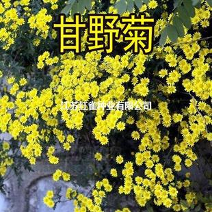 For Sale Gan Ye Ju Seeds Wild Chrysanthemum Seeds Tea Small Chrysanthemum Yellow Perennial Chrysanthemum Seeds