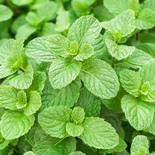 Mint Seed Potted Edible Mint Seedlings to Repel Mosquitoes and Spearmint Balcony Sowing Catmint Seeds in All Seasons