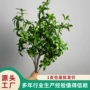 家居酒店仿真马醉木假花