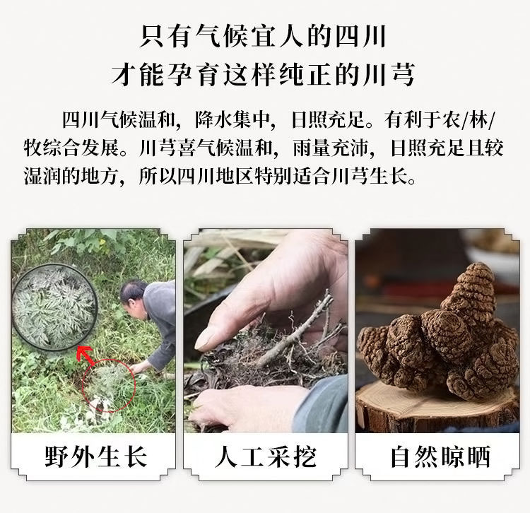 Chuan Xiong Sliced Sichuan Lovage Rhizome Dried Herb for Decoction and Tea 250g 500g 1000g key features
