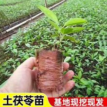 土茯苓中药材苗白肉种植苗野生正宗中药南方可种带土发货批发批发