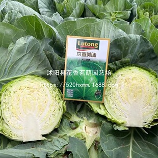 �ļ����{�N���͟���^���Ӱ��˾��Ĳ˸߮a�߲˷N�Ѱ��Ĳ��ݰ��Ĳ�