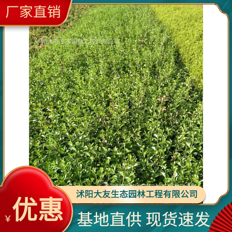 Базовые Оптовые сорта саженцев виноградной лозы Фуфан собственного производства завершают проект живописного озеленения зелеными саженцами