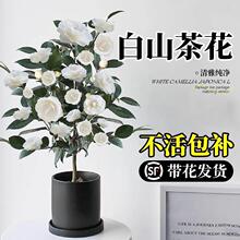 白山茶花盆栽花卉植物室内易养活带花苞客厅东方亮白色山茶花树苗