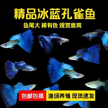 �^�p�~С�͟Ꭷ�~���{��ȸ�~���B�׻��^�p�rֵ���~β��Ʒ���~��