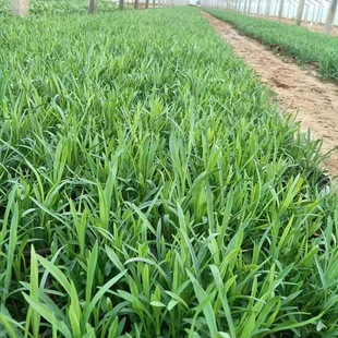 Cold-Resistant Ground Cover Dianthus Lawn Flower Courtyard Greening Project Seedlings Flowering Lawn Evergreen Multi-Season Flowering Green Plants
