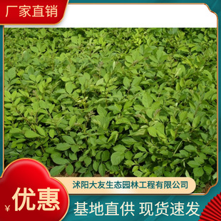 ˮ�����������l �Ԯa���N  Ʒ�N�Rȫ���^�쾰���̾G����