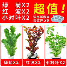 阴性水草 阴性水草品牌 图片 价格 阴性水草批发 阿里巴巴 阴性水草 阴性水草品牌 图片 价格 阴性水草批发 阿里巴巴