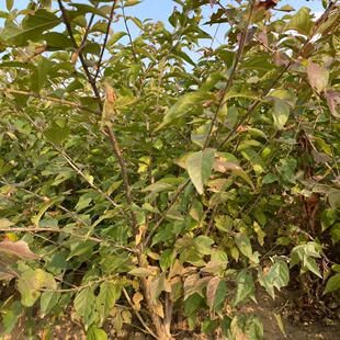 �|�����س������l�ͺ��t���̶�������G���N����y�̶�����ă�