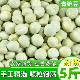 ��؛�����㶹5�� �r�����㶹�����㶹���s�Z�����F������Ҝ���