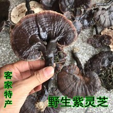 Ұ`֥ ֥÷ֲժL֦ζ5˰