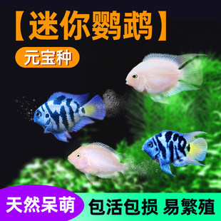 �����W�^�~�~���^�p�~�Ꭷ�~С�~�ͻ���B���{�׽���wһ����ֳ�~