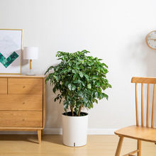 ��ֲ�ú��s��[ϵ�Б����Ԅ���ˮ�❲��ֱ�ܿ����ʽ�Gֲ�Nֲ����