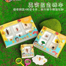 幼儿园真实昆虫标本教学金龟子树脂包埋玩具奖品生物科普奖品礼物