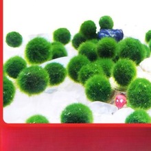 海藻球生态瓶微景观鱼缸室内桌面水培创意迷你植物水生绿球藻跨境
