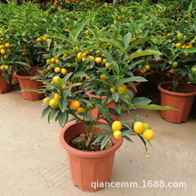 �BƤ�Դ�Ƥ��۴��۽��������Ә���e��ͥԺ���������Ե���ˮ����