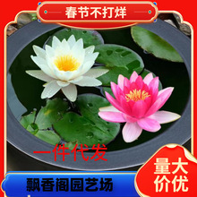 һ�����l˯ɏˮ��ֲ���ļ�ˮ�B�ɻ�ˮɏ�����Ի���ˮ������˯ɏ��