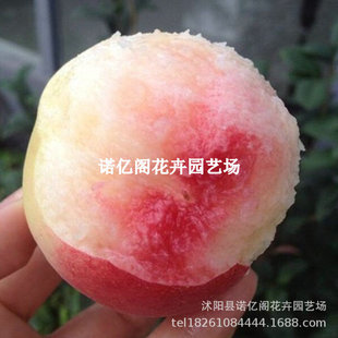 �O���������ش�����Ҙ����޽Ӵ�t���ͺ��Nֲ�ϱ�����Ʒ�N�Ҙ�